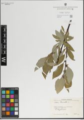 Foto von Salix lanata L.